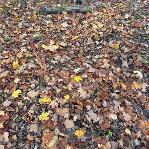 Meet your Posher, Lina